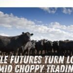Cattle futures turn lower amid choppy trading - CME